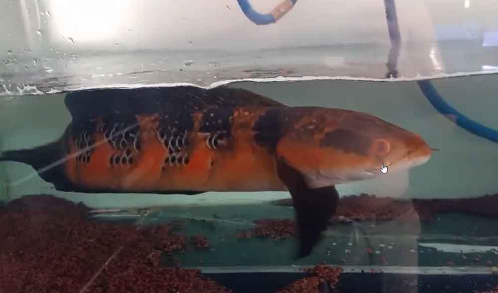 9 ikan predator Sungai Kapuas Indonesia yang Cantik jika di Akuarium